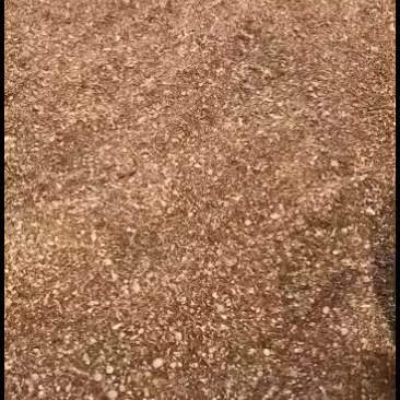 罗定特产药厂投料货桂尖桂枝