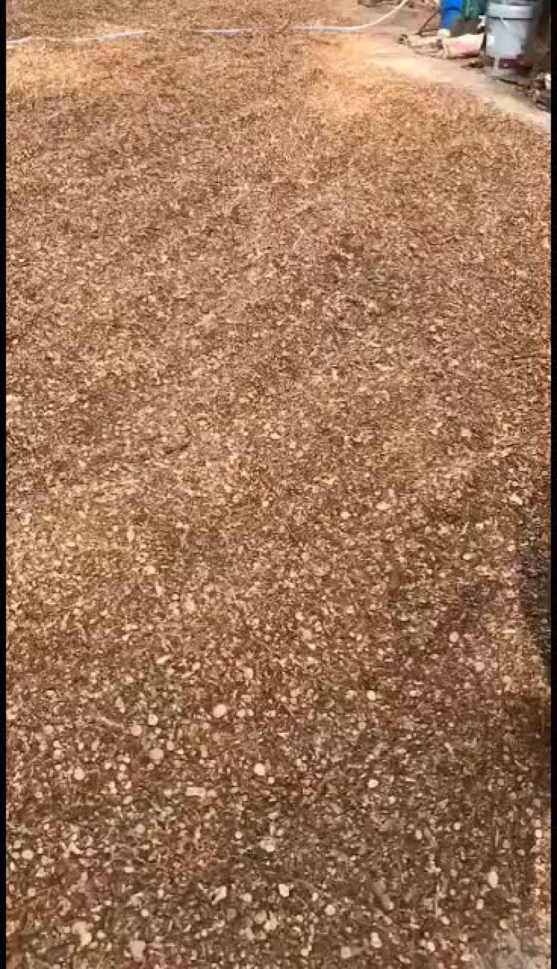 罗定特产药厂投料货桂尖桂枝