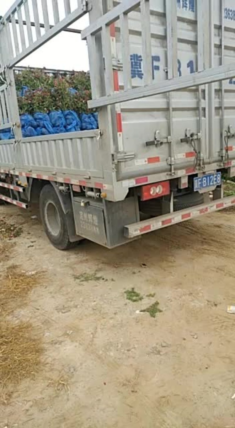 月季花大昱现货有要滴联系我50公分1块7上车