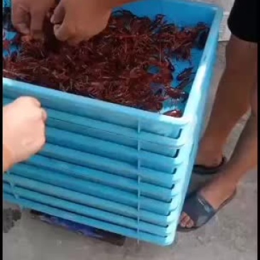 精养塘小龙虾苗，抱卵种虾，