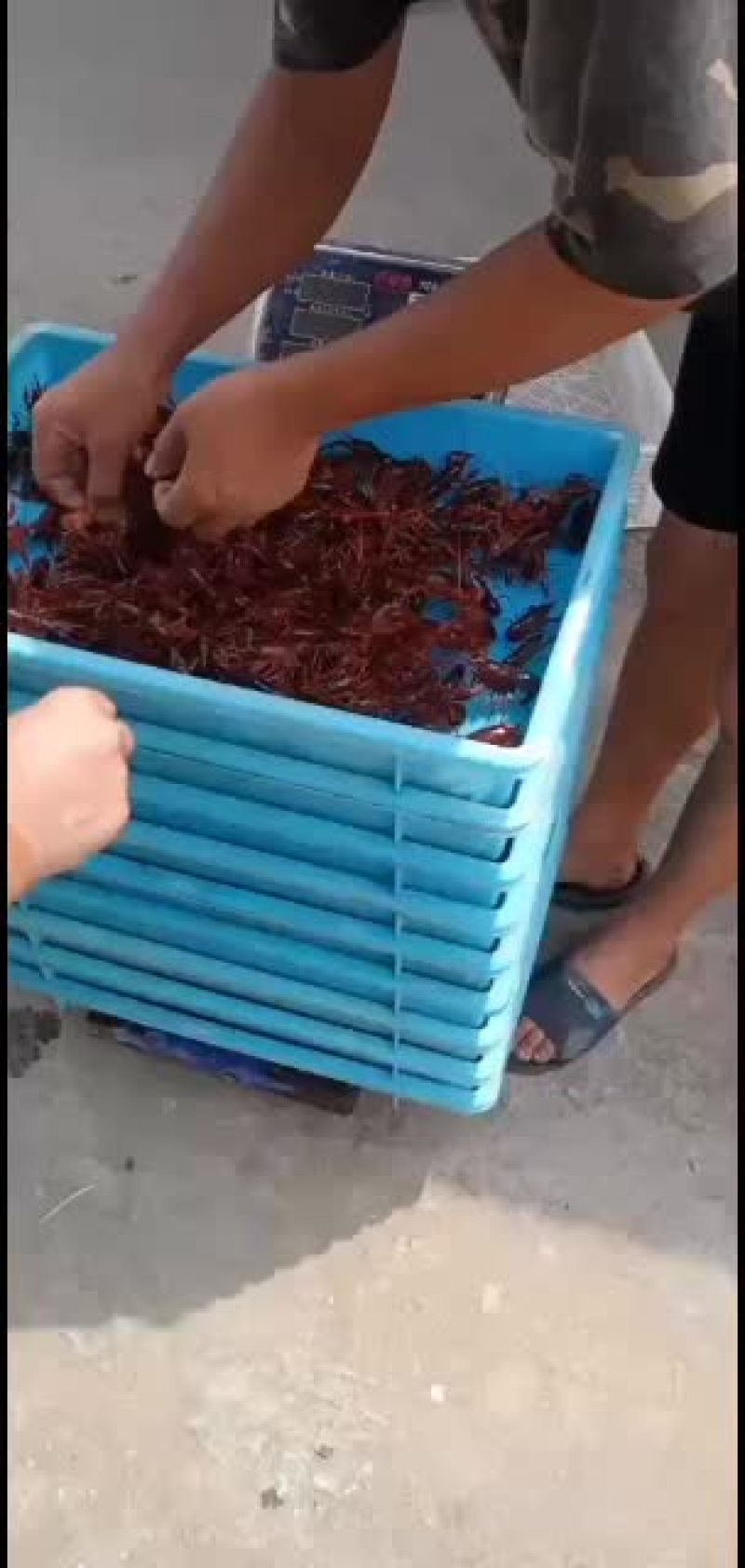 精养塘小龙虾苗，抱卵种虾，