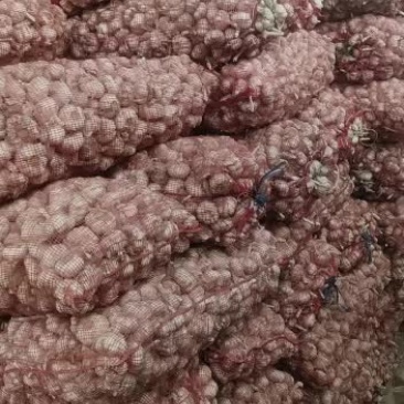 济南商河优质大青稞蒜种培育基地