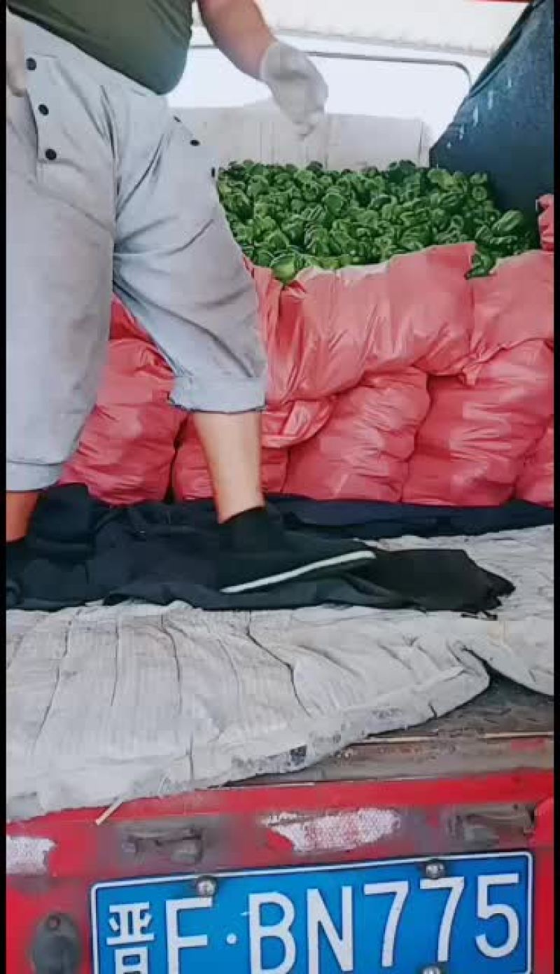 新鲜货源，量大质好，欢迎订购