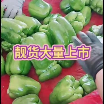 新鲜货源，量大质好，欢迎订购