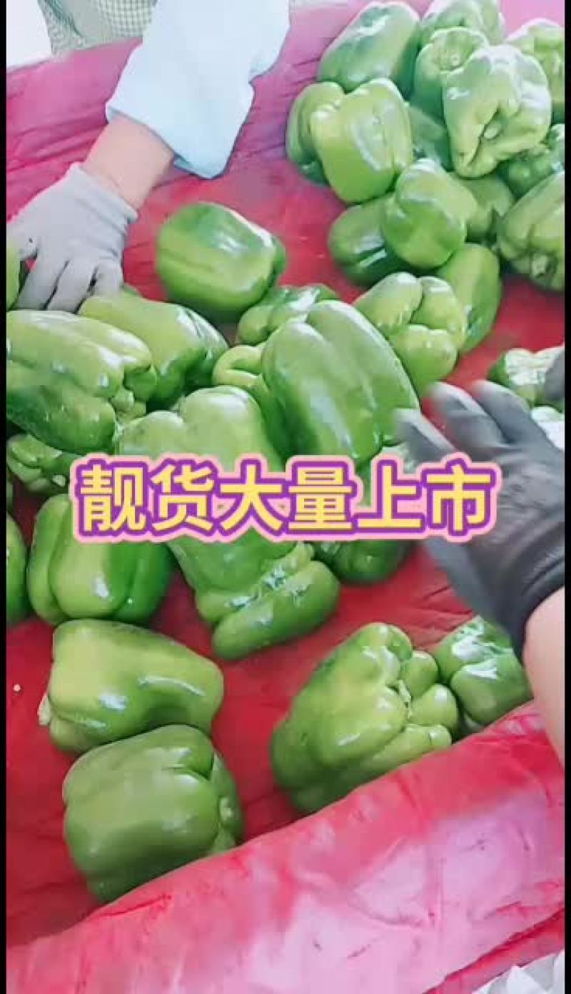 新鲜货源，量大质好，欢迎订购