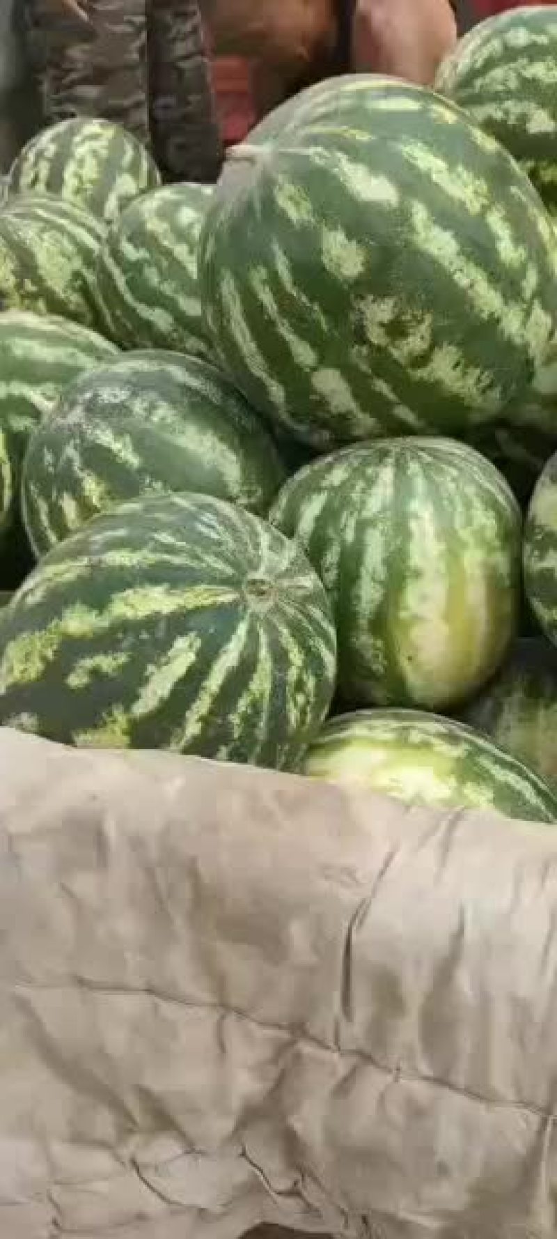 高亢118，保质保量，