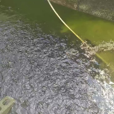 黑水虻