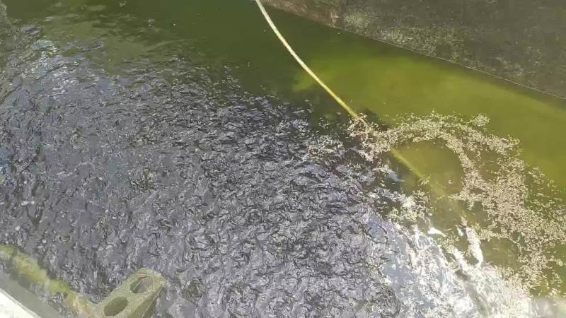 黑水虻