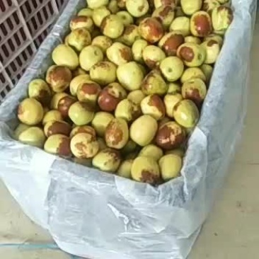 冬枣。。。。。。。。。