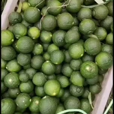 枳实，枳壳，干鲜都有货