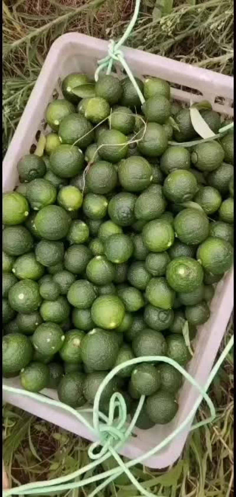 枳实，枳壳，干鲜都有货