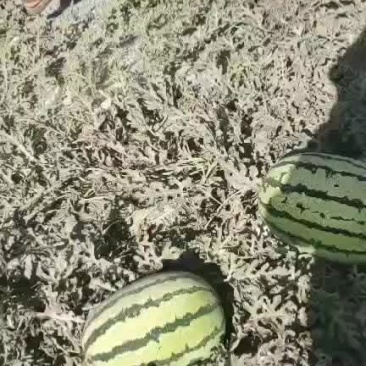 金城5宁夏兴仁香香钱
