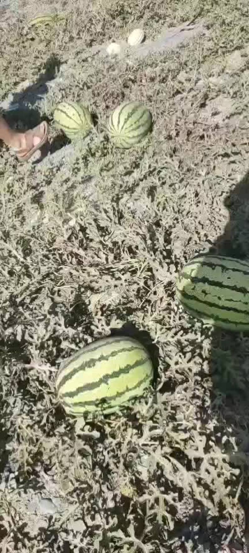 金城5宁夏兴仁香香钱