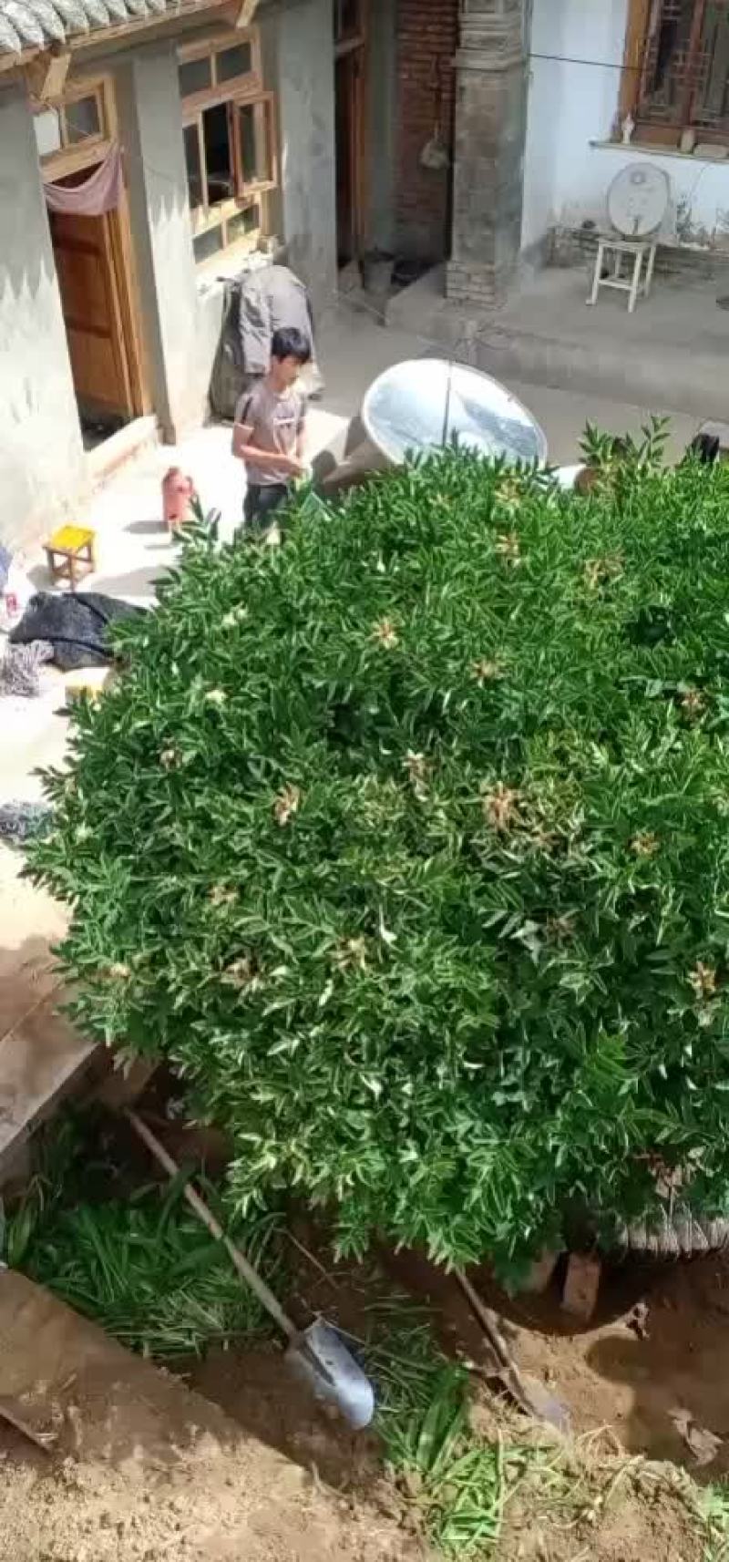 出售国花牡丹洛阳红紫斑牡丹
