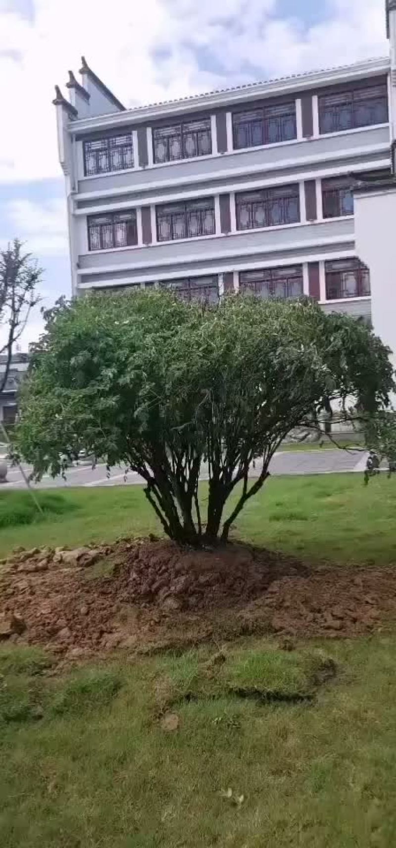 出售国花牡丹洛阳红紫斑牡丹