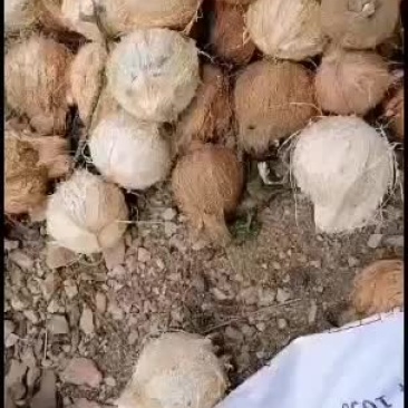 海南毛椰可做椰子包鸡椰奶