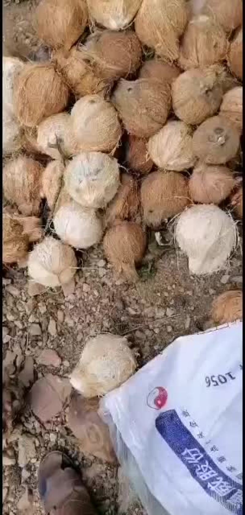 海南毛椰可做椰子包鸡椰奶