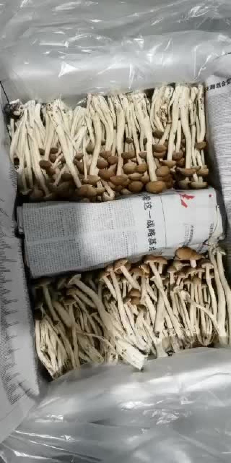 天津市茶树菇种植基地
