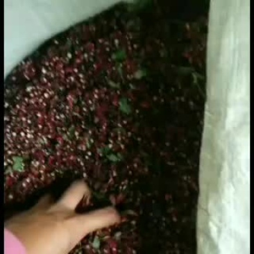高山小籽椒机烤已出炉