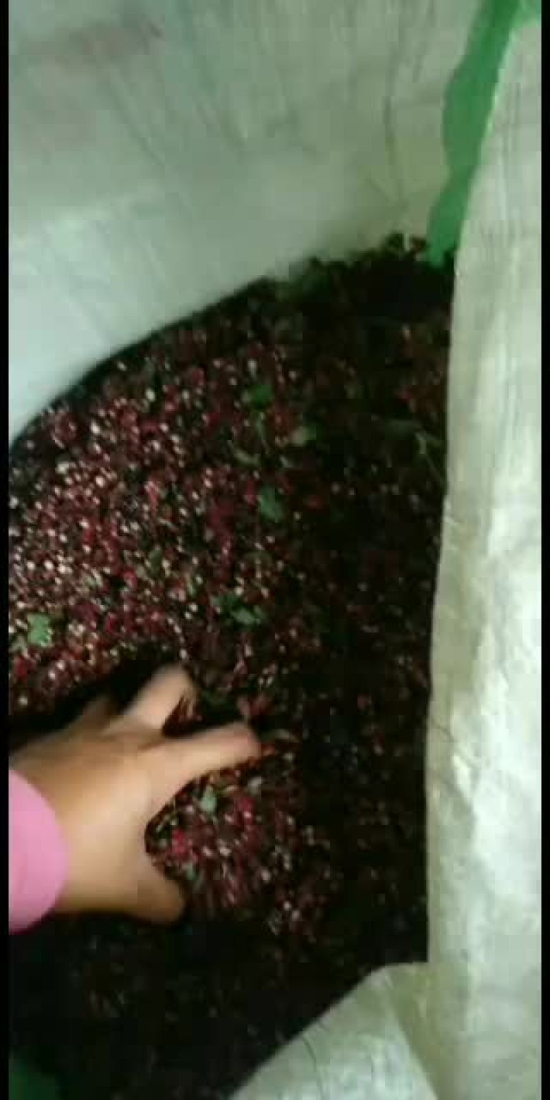 高山小籽椒机烤已出炉