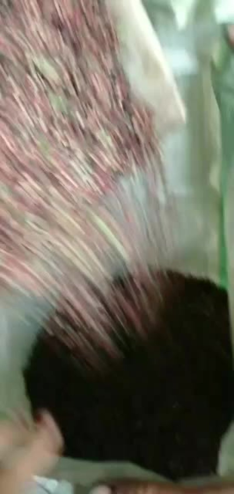 高山小籽椒机烤已出炉