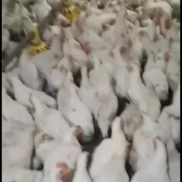 817肉杂鸡毛羽漂亮