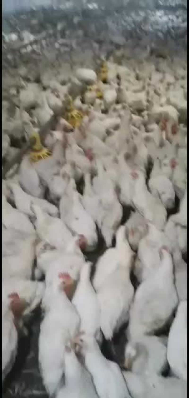 817肉杂鸡毛羽漂亮