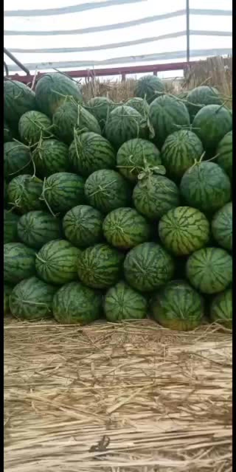 河南省太康县黑皮无籽大量上市
