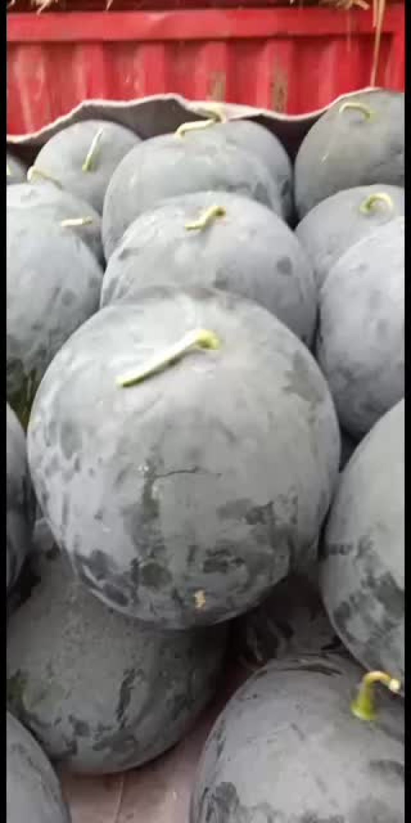 河南省太康县黑皮无籽大量上市