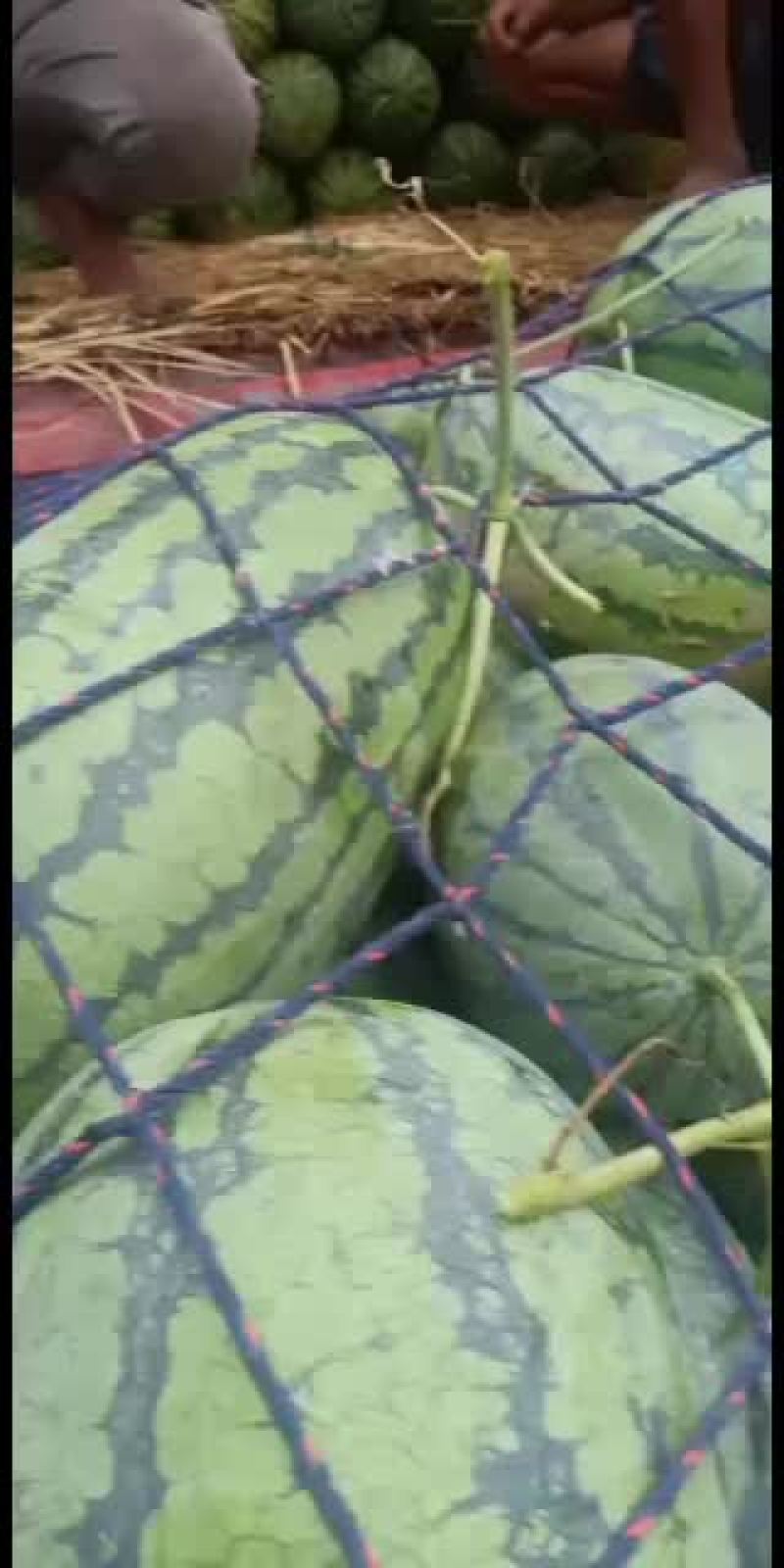 河南省太康县黑皮无籽大量上市