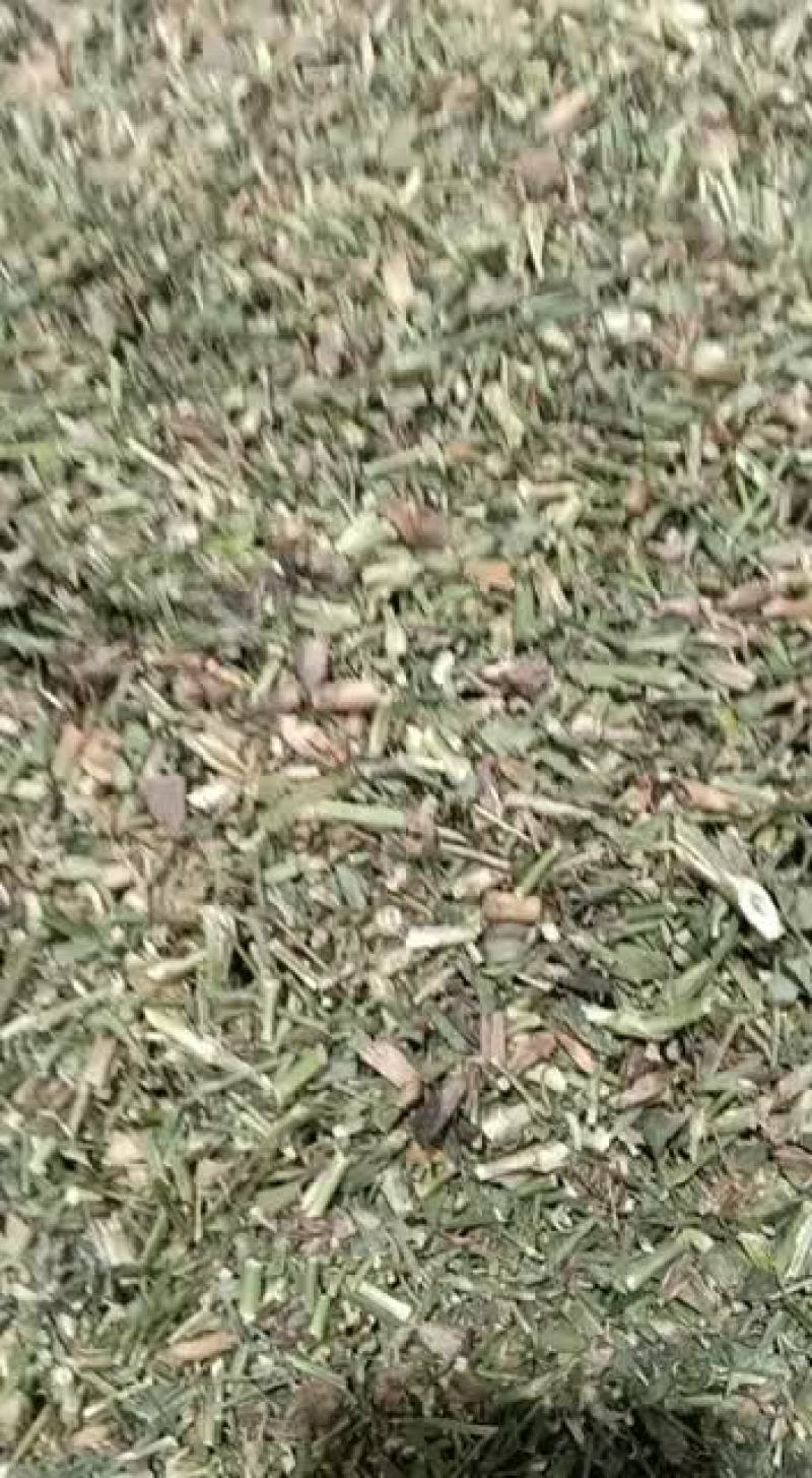 中药材瞿麦巨麦翟麦石竹/巨句麦山瞿麦竹节草5