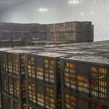 火龙果金都一号全年发货