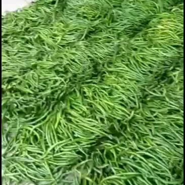 精品辣椒椒北京红要的联系