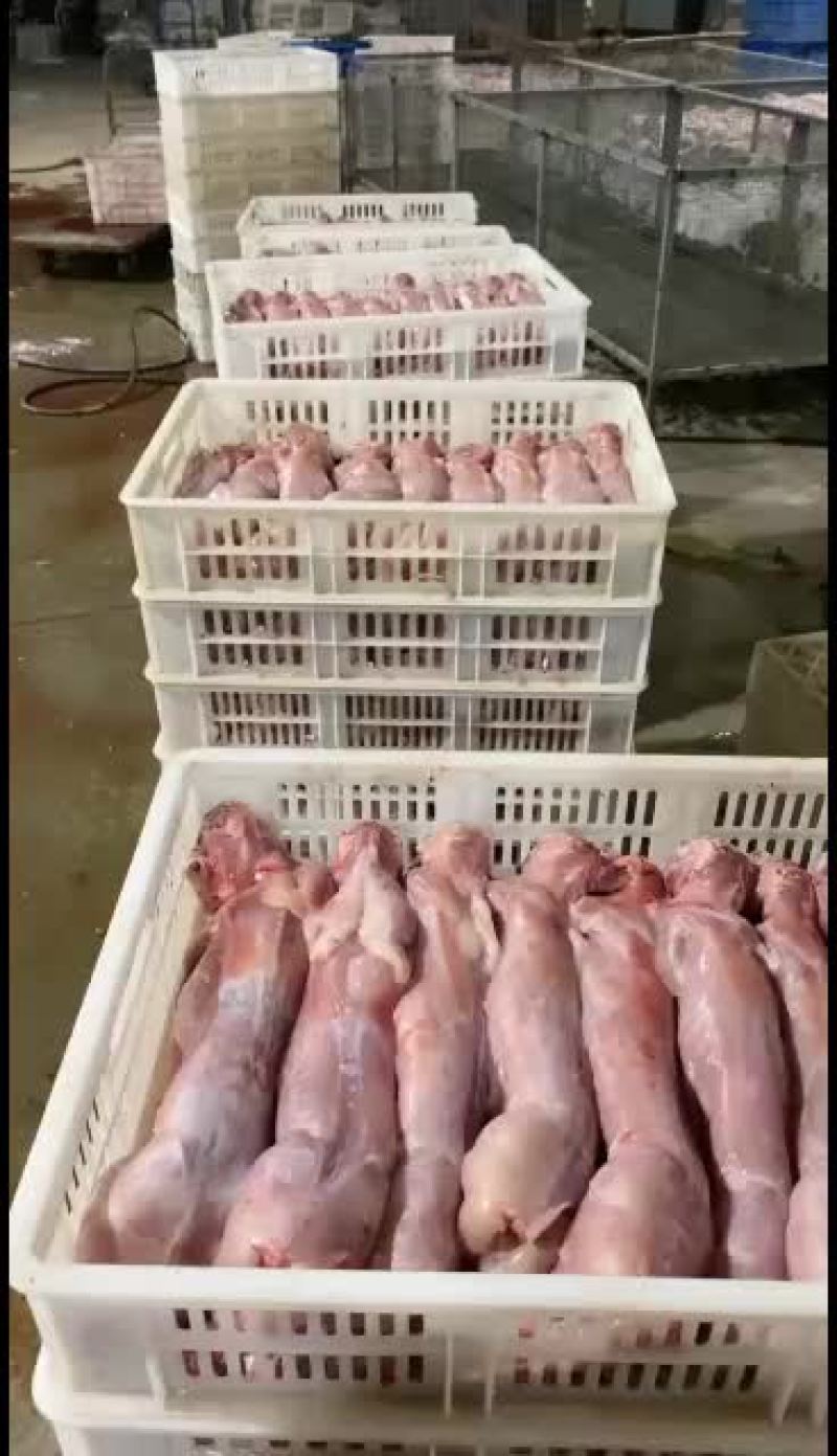 杂交肉兔，你养殖我回收