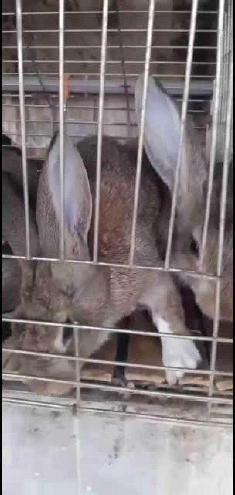 杂交肉兔，你养殖我回收