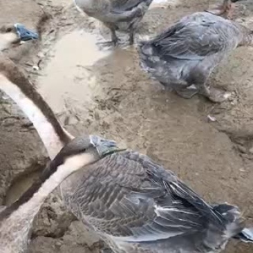 一百一十天的狮头灰鹅