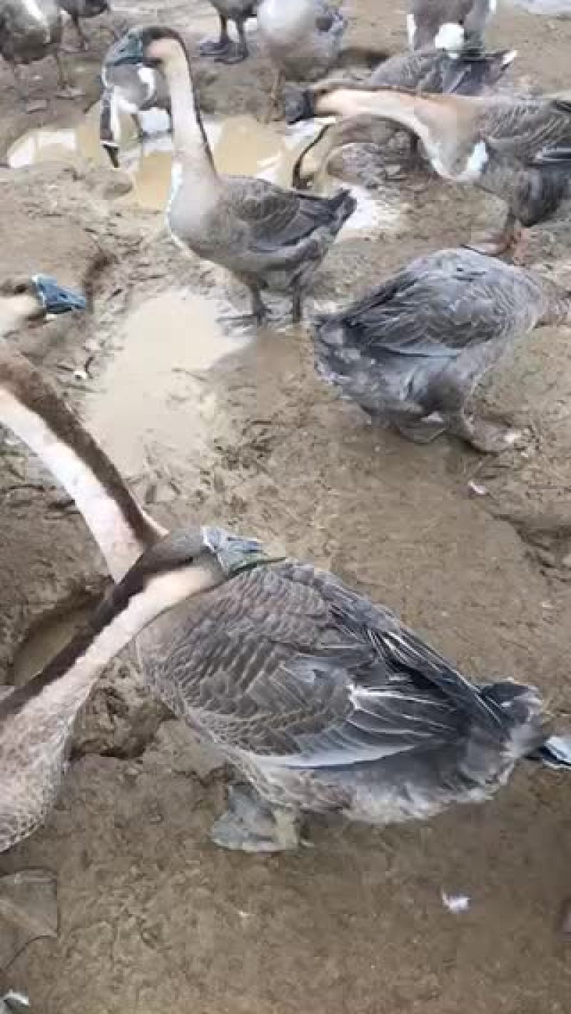 一百一十天的狮头灰鹅