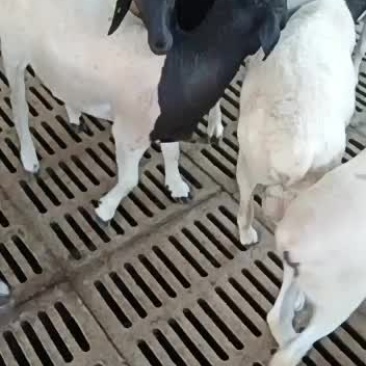 黑头杜波羊，繁殖母羊