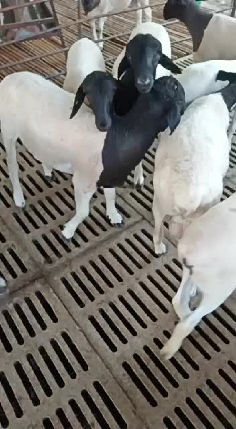 黑头杜波羊，繁殖母羊