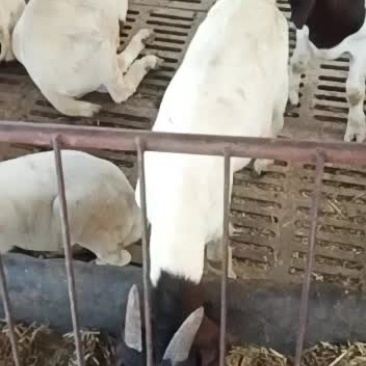 波尔山羊大耳朵高鼻梁