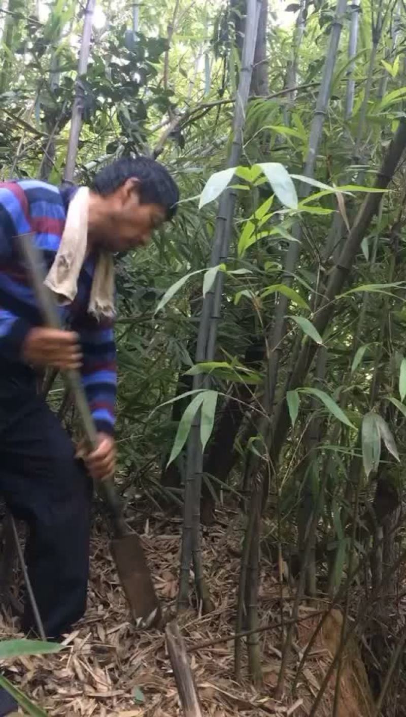 钢竹3~4m，叶片清秀，成活率高