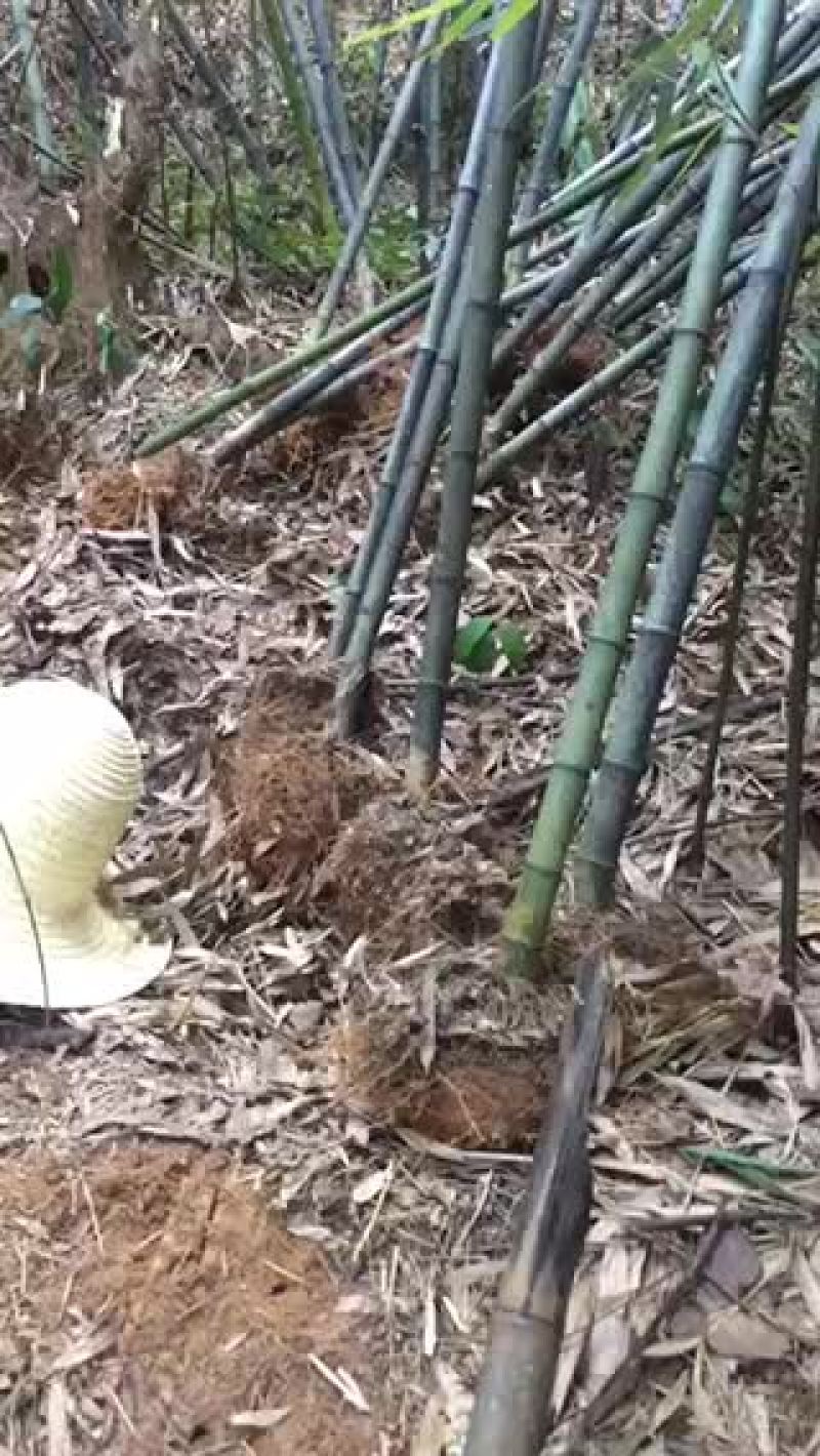 钢竹3~4m，叶片清秀，成活率高