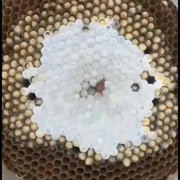 蜂蛹。大量出售野生蜂蛹通货