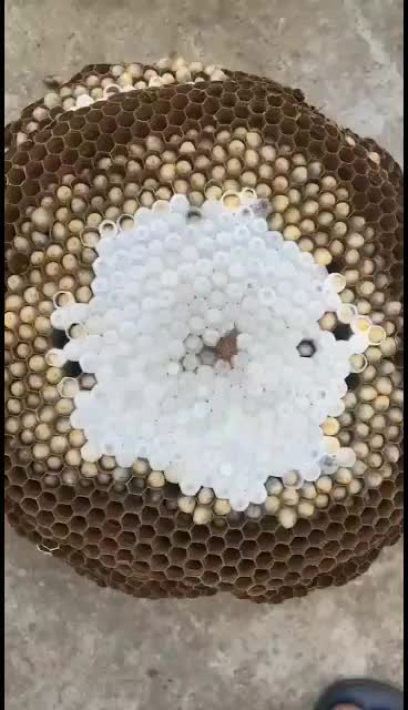 蜂蛹。大量出售野生蜂蛹通货