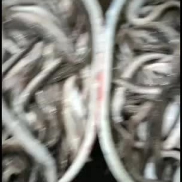 沙曼，星曼，曼鱼，，出口货