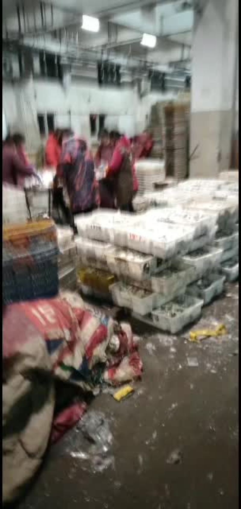 黄鸡鱼，马口鱼，油炸非常香脆