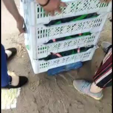柏乡大穗大粒乒乓球葡萄！