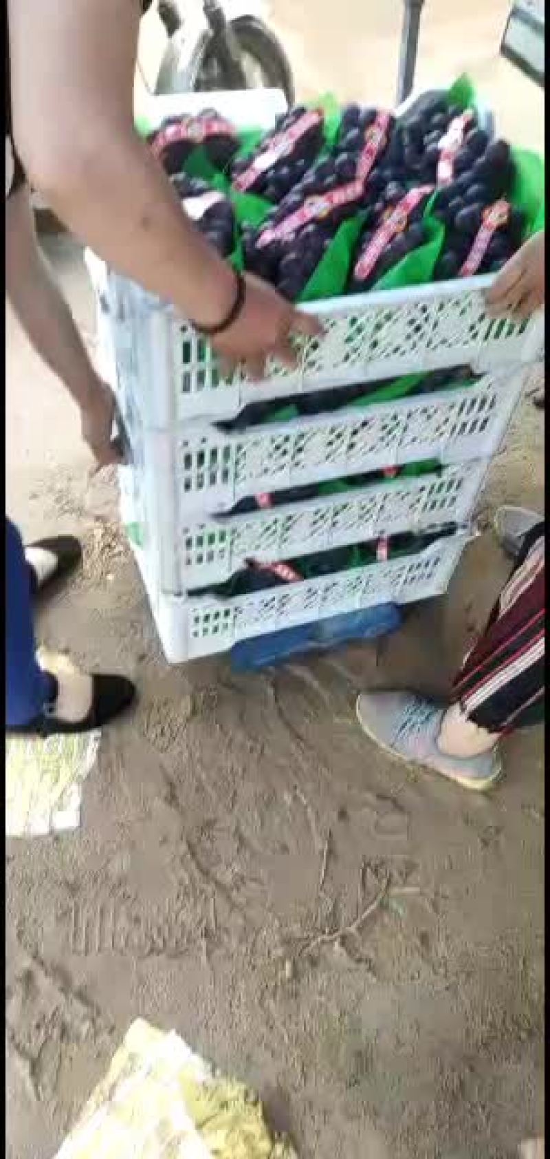 柏乡大穗大粒乒乓球葡萄！