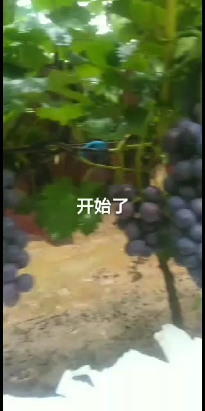 京亚葡萄量大从优万亩