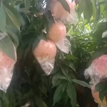 中条山红不软大甜桃，个头大，口感好